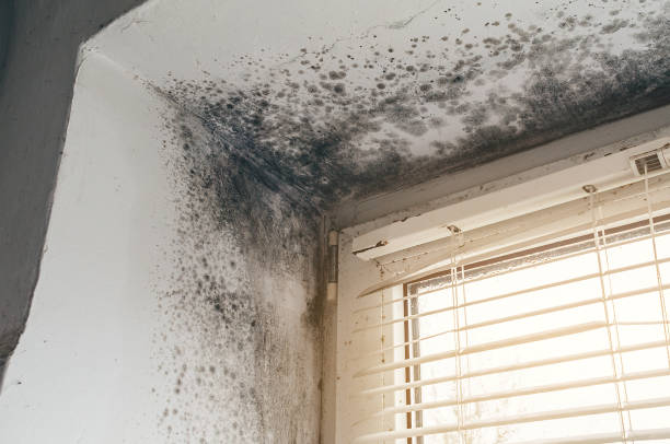Affordable Mold Removal solutions in Kensington, MD